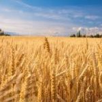 انخفاض انتاج القمح و ارتفاع سعره يهدد بمجاعة عالميه