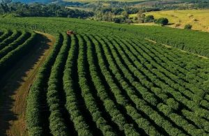 محاصيل العنب والبن والكاكاو تواجه تحديات مناخية كبيرة